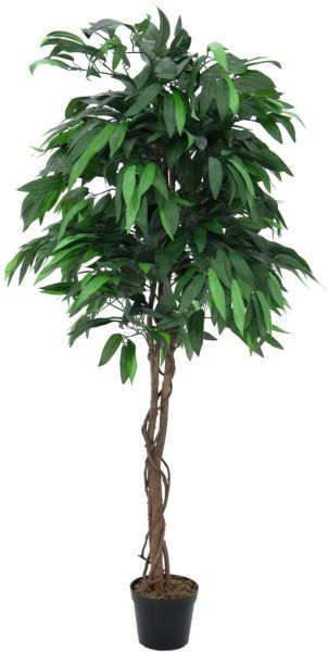 EUROPALMS Dschungelbaum Mango, 180cm